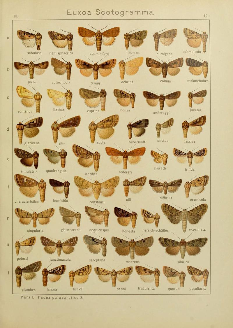 The Macrolepidoptera of the world (Plate 53) (6120223626)