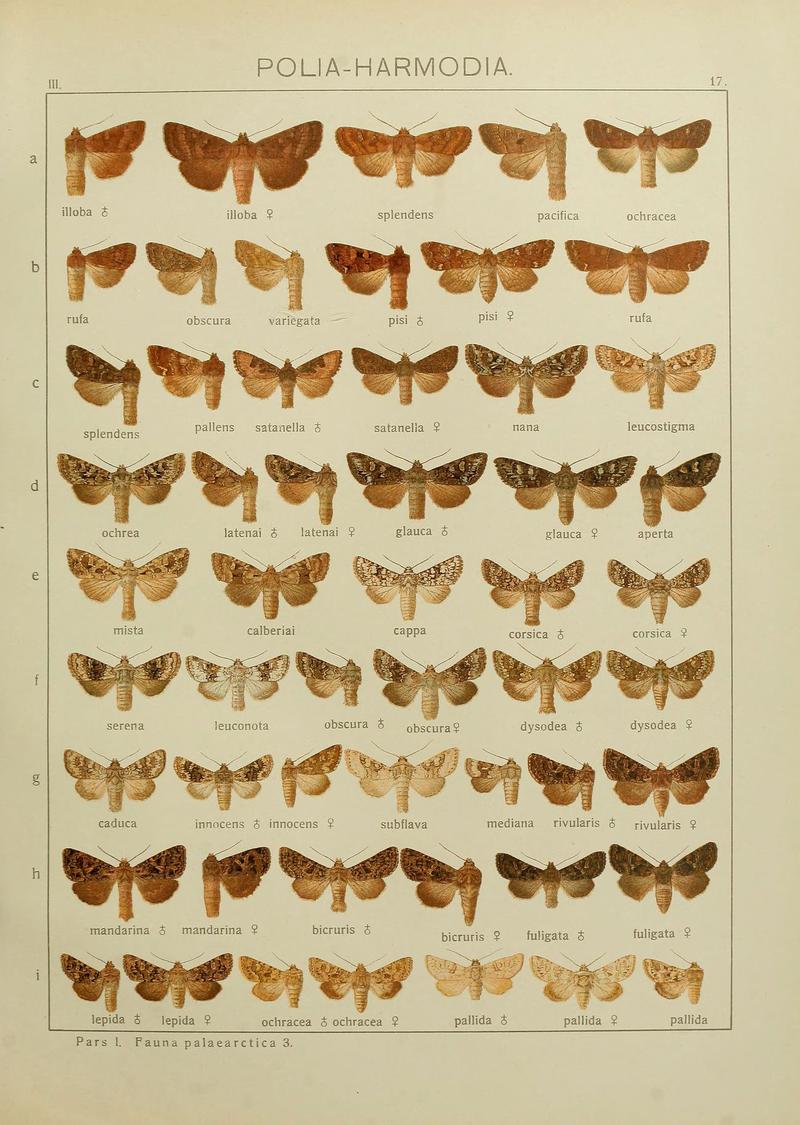 The Macrolepidoptera of the world (Plate 53) (6120224590)
