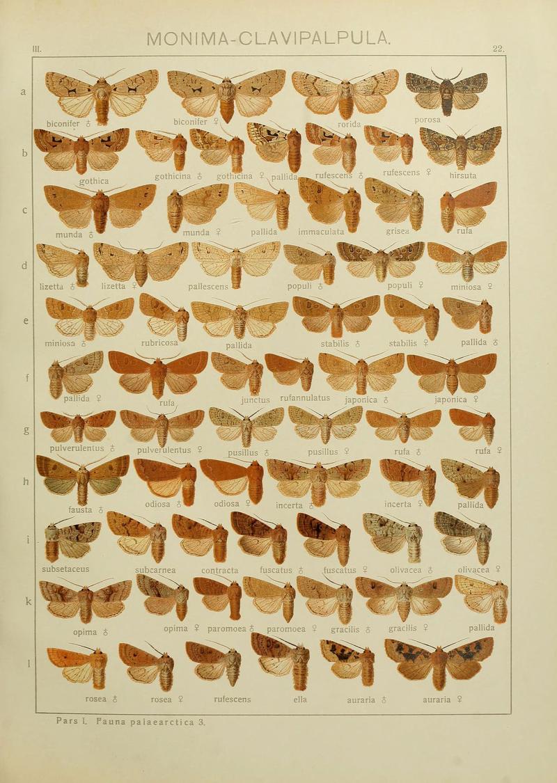 The Macrolepidoptera of the world (Plate 53) (6120225414)