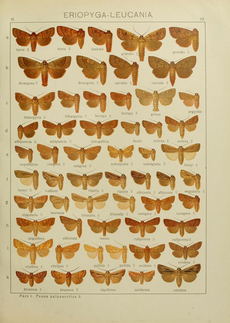 The Macrolepidoptera of the world (Plate 53) (6120225564)