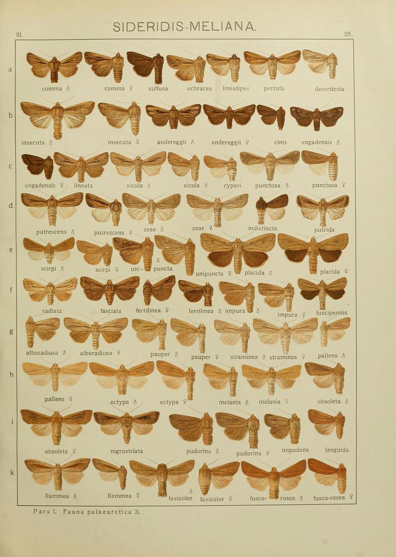 The Macrolepidoptera of the world (Plate 53) (6120225976)