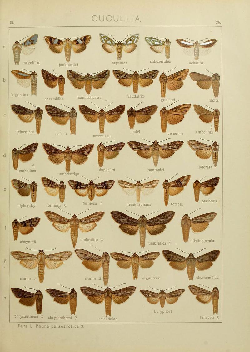 The Macrolepidoptera of the world (Plate 53) (6120226146)