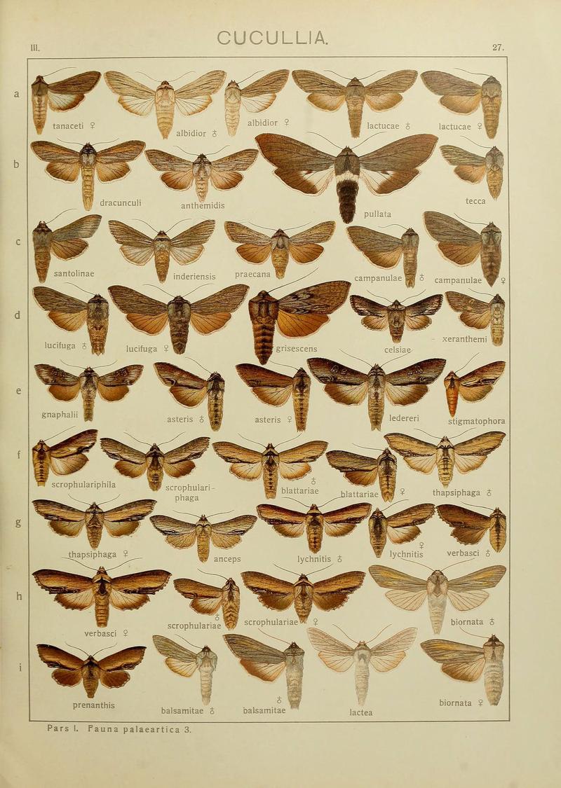 The Macrolepidoptera of the world (Plate 53) (6120226360)
