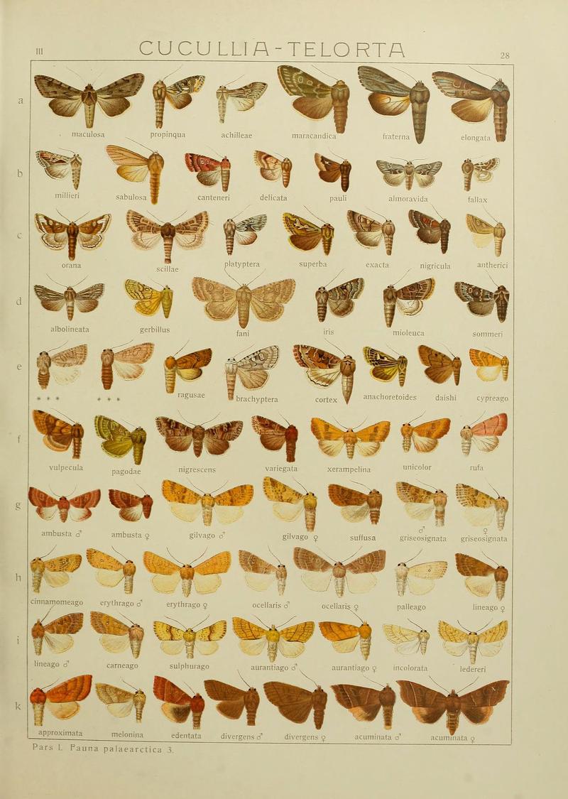 The Macrolepidoptera of the world (Plate 53) (6120226536)