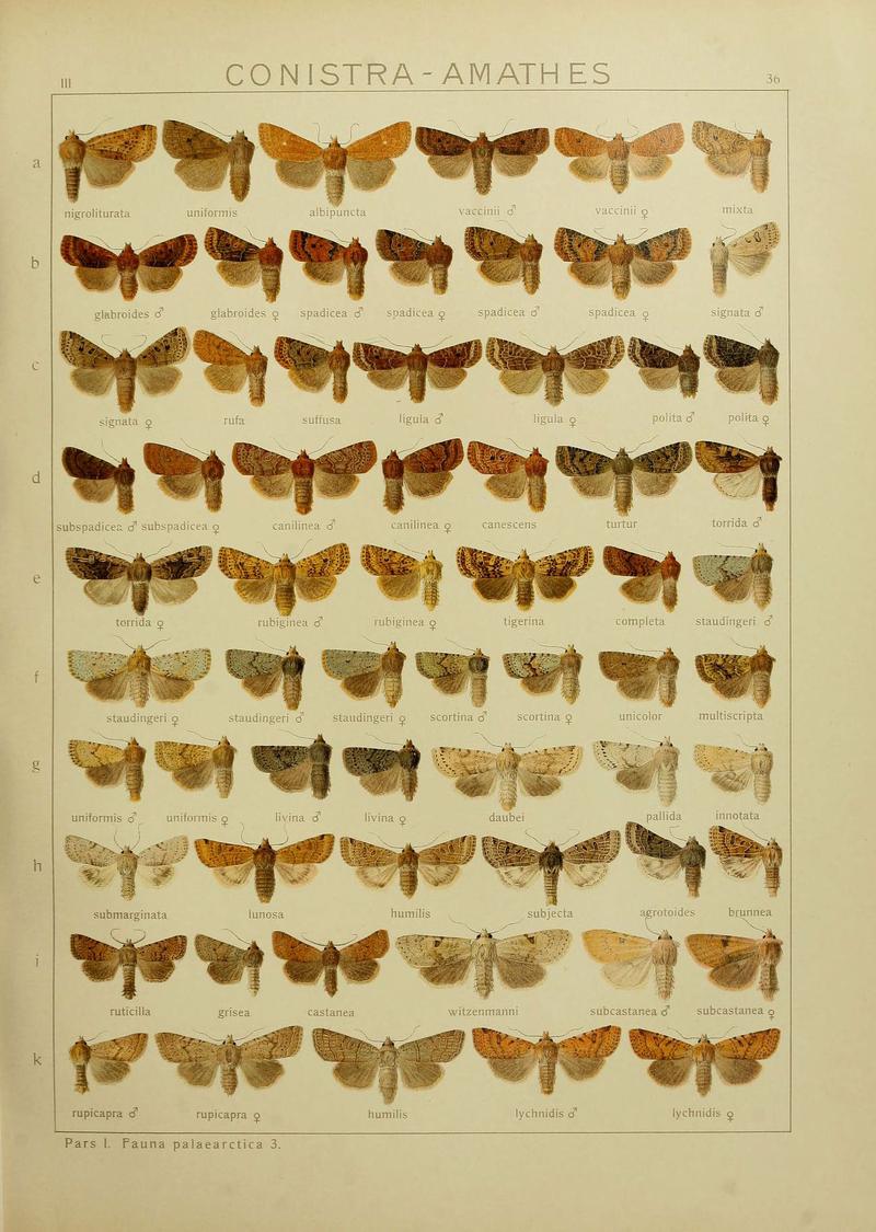 The Macrolepidoptera of the world (Plate 53) (6120227922)