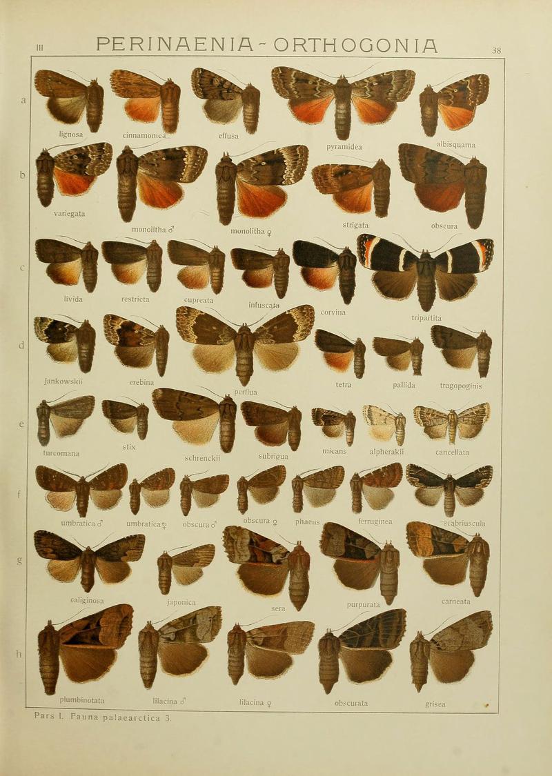 The Macrolepidoptera of the world (Plate 53) (6120228264)