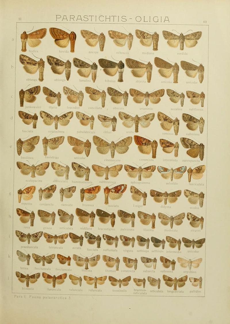 The Macrolepidoptera of the world (Plate 53) (6120228626)