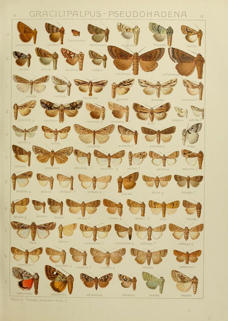 The Macrolepidoptera of the world (Plate 53) (6120229050)