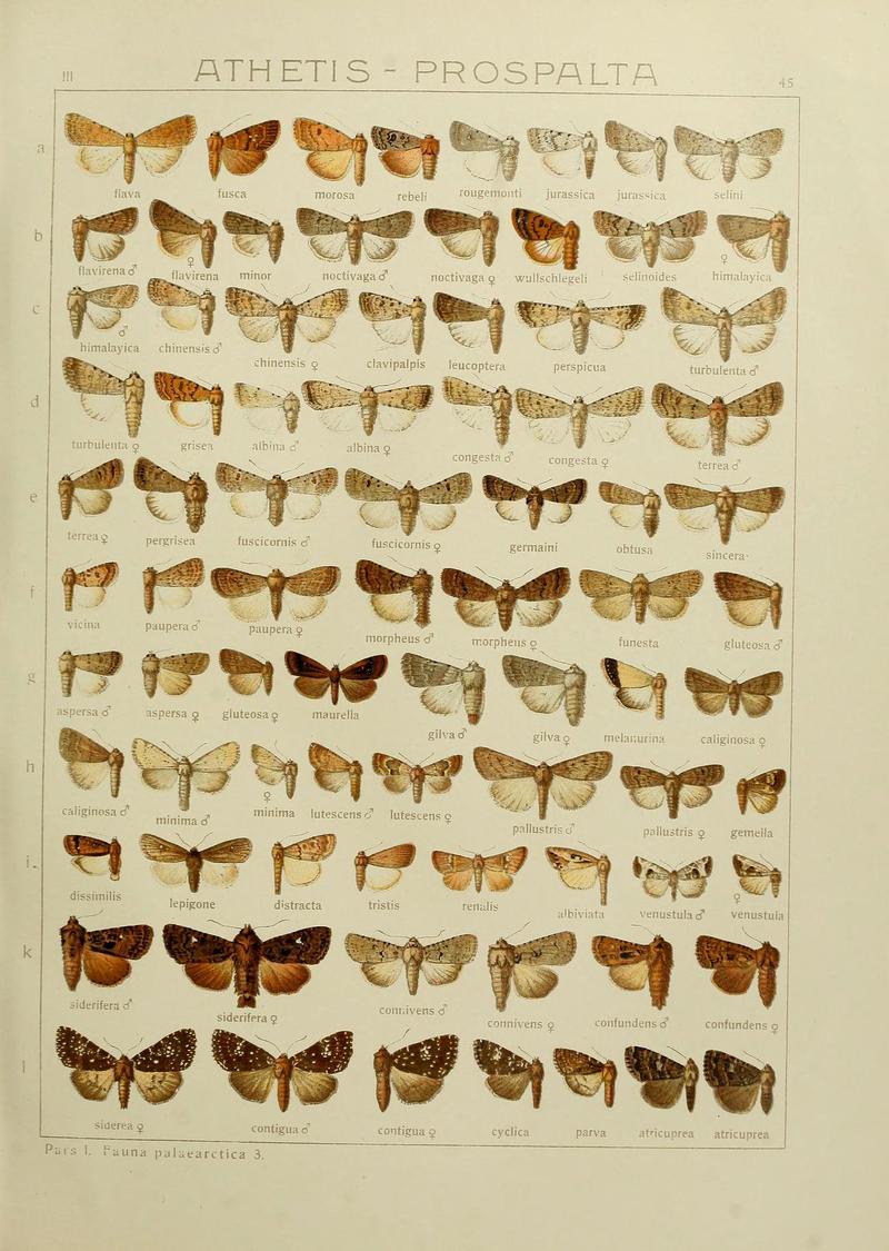 The Macrolepidoptera of the world (Plate 53) (6120229668)