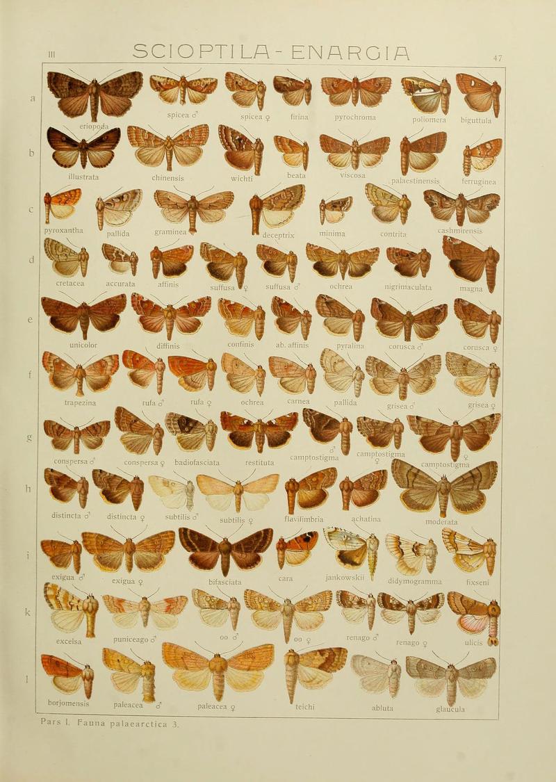 The Macrolepidoptera of the world (Plate 53) (6120229978)