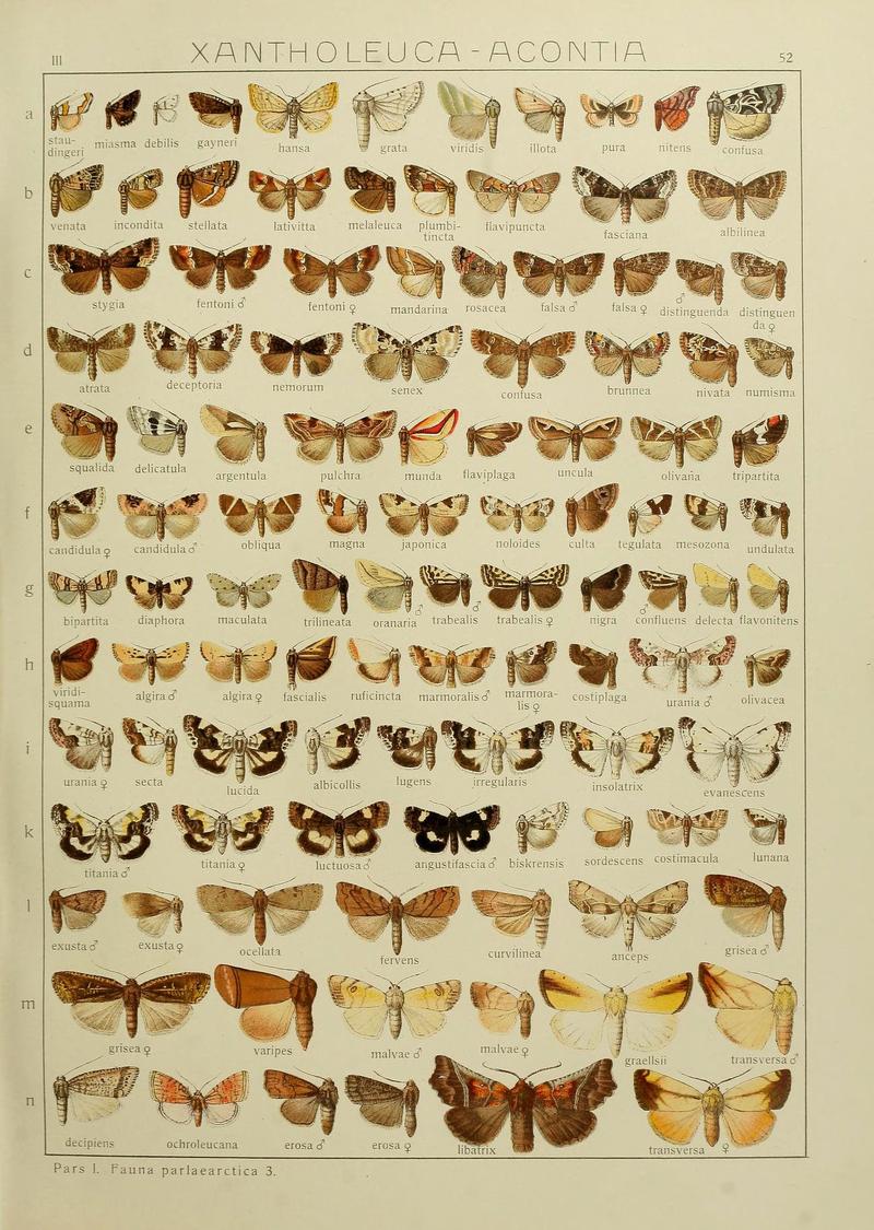 The Macrolepidoptera of the world (Plate 53) (6120230802)