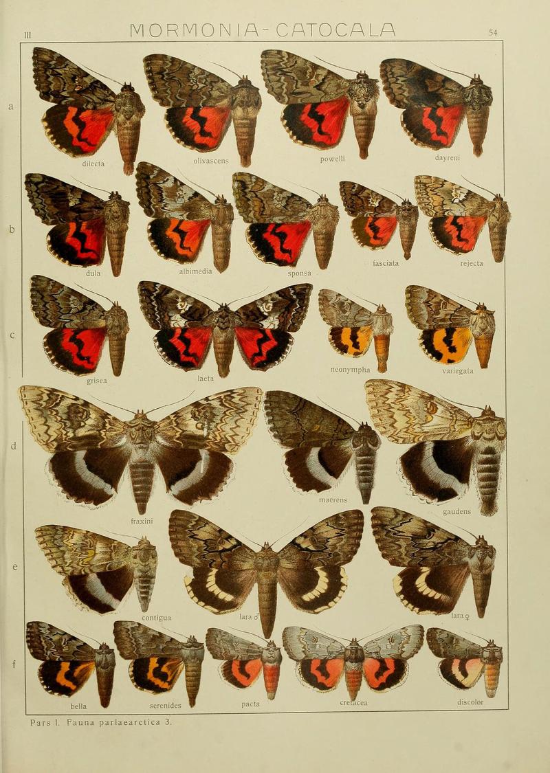 The Macrolepidoptera of the world (Plate 53) (6120231236)