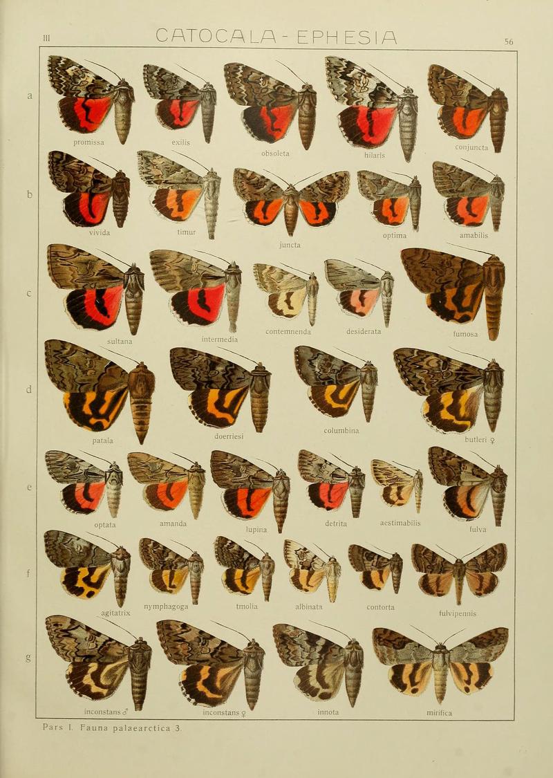 The Macrolepidoptera of the world (Plate 53) (6120231782)