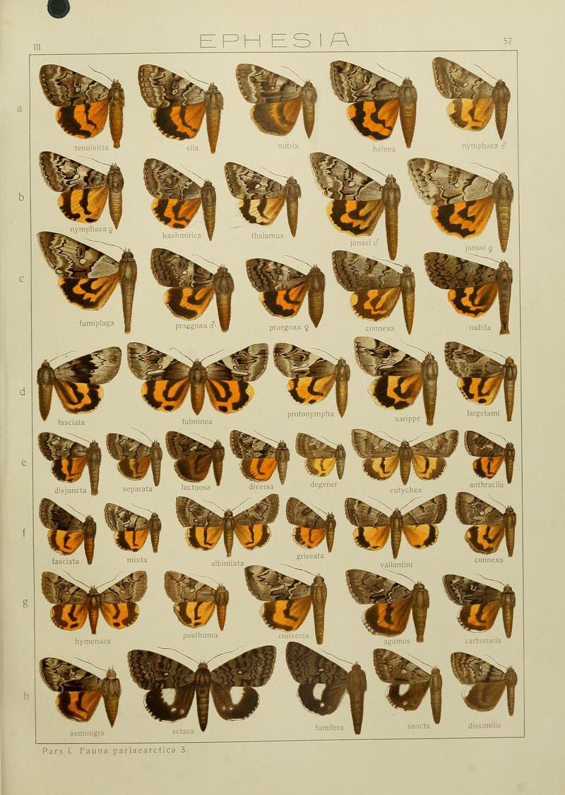 The Macrolepidoptera of the world (Plate 53) (6120232000)