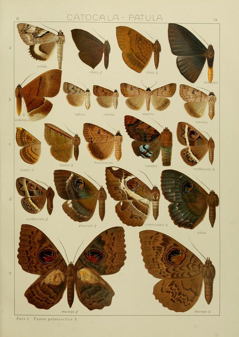 The Macrolepidoptera of the world (Plate 53) (6120232164)