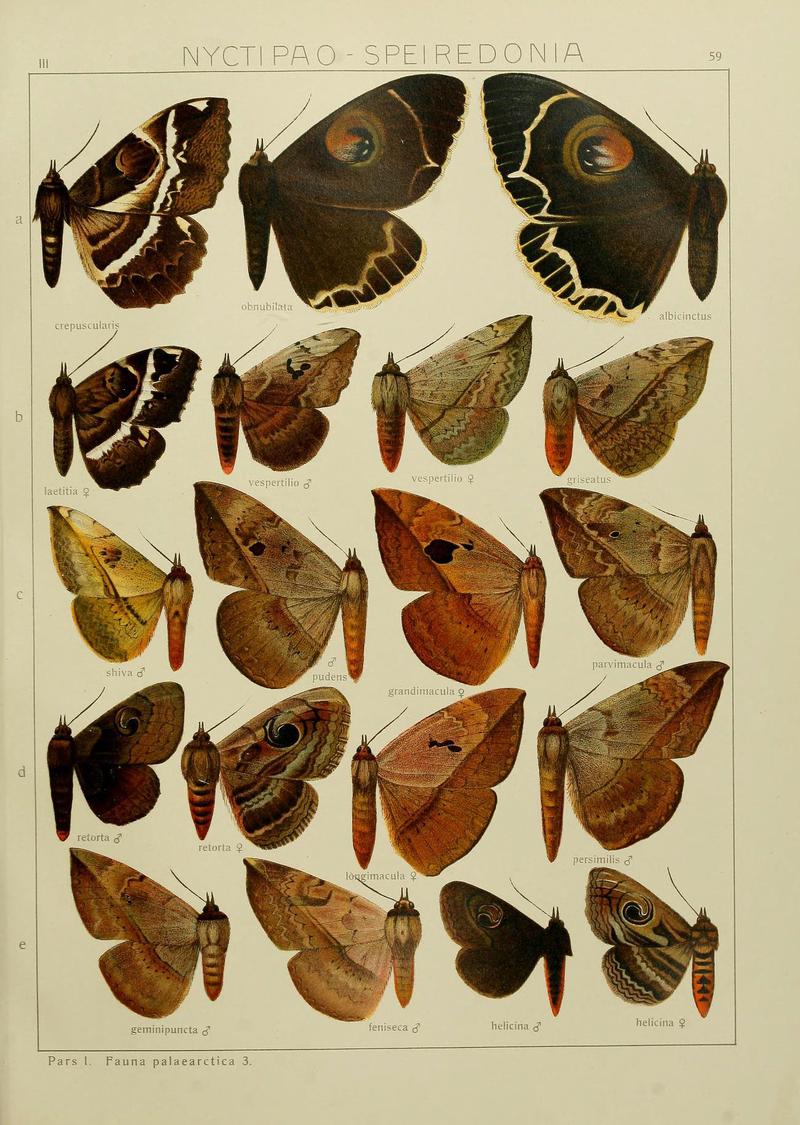 The Macrolepidoptera of the world (Plate 53) (6120232380)