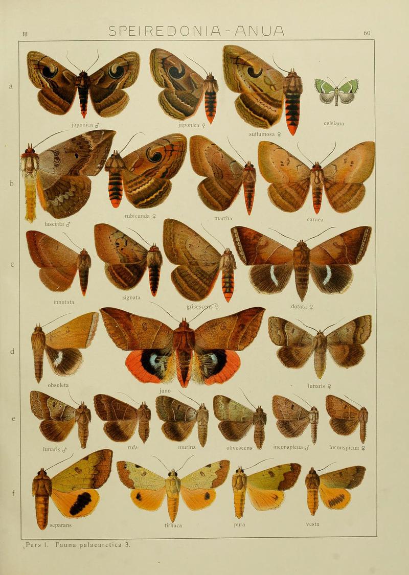 The Macrolepidoptera of the world (Plate 53) (6120232538)