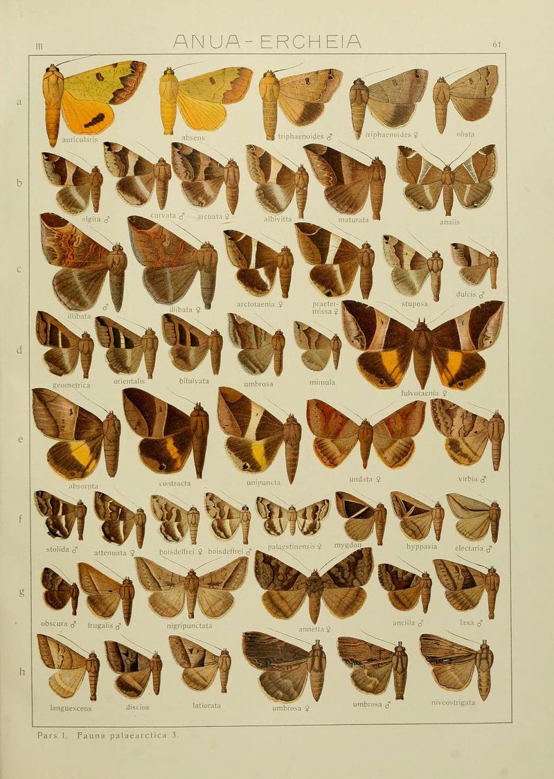 The Macrolepidoptera of the world (Plate 53) (6120232736)