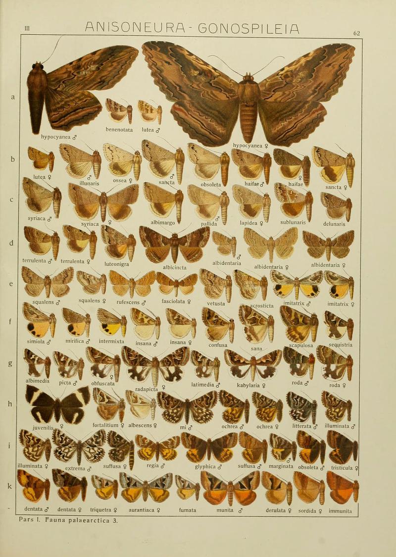 The Macrolepidoptera of the world (Plate 53) (6120232992)