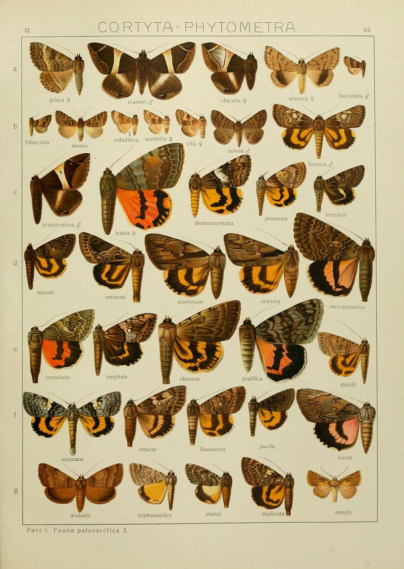 The Macrolepidoptera of the world (Plate 53) (6120233154)