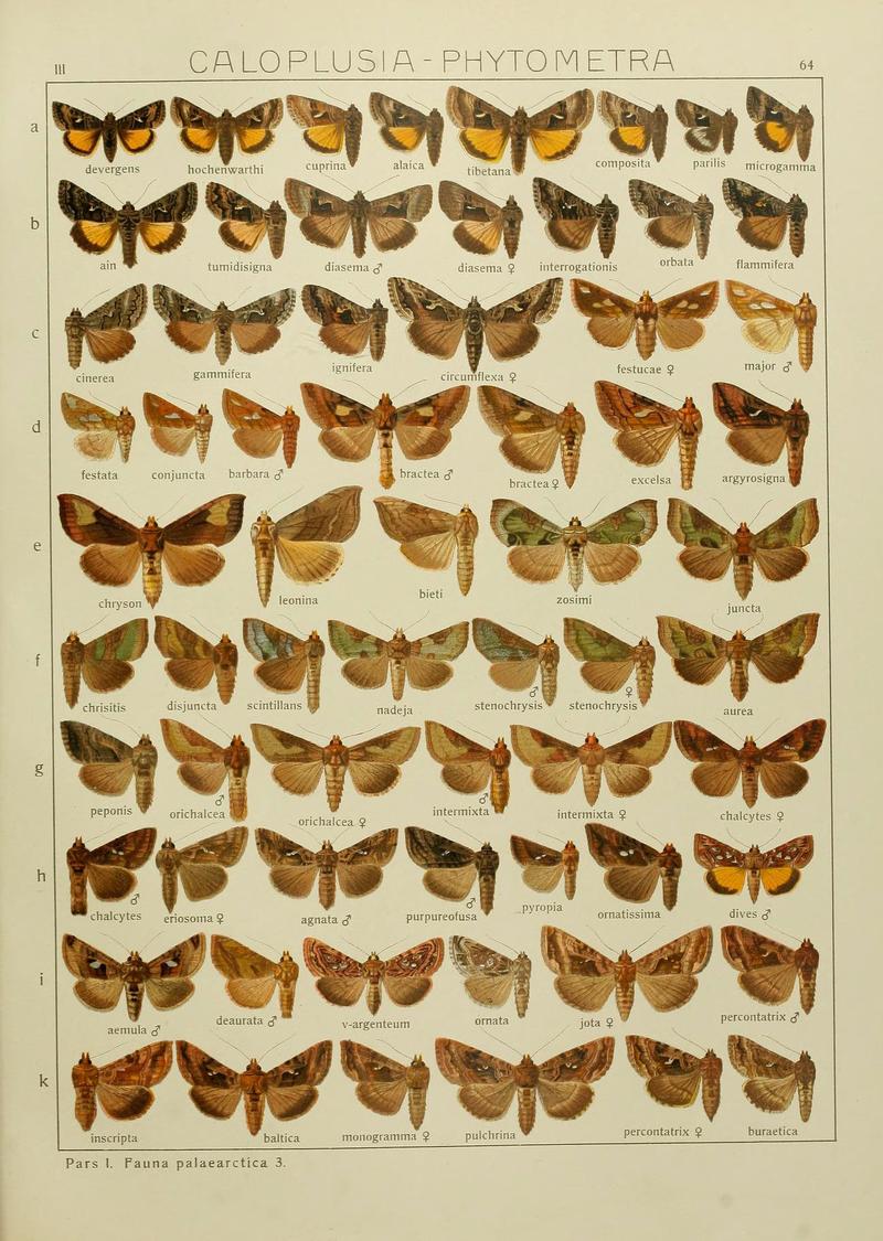 The Macrolepidoptera of the world (Plate 53) (6120233290)