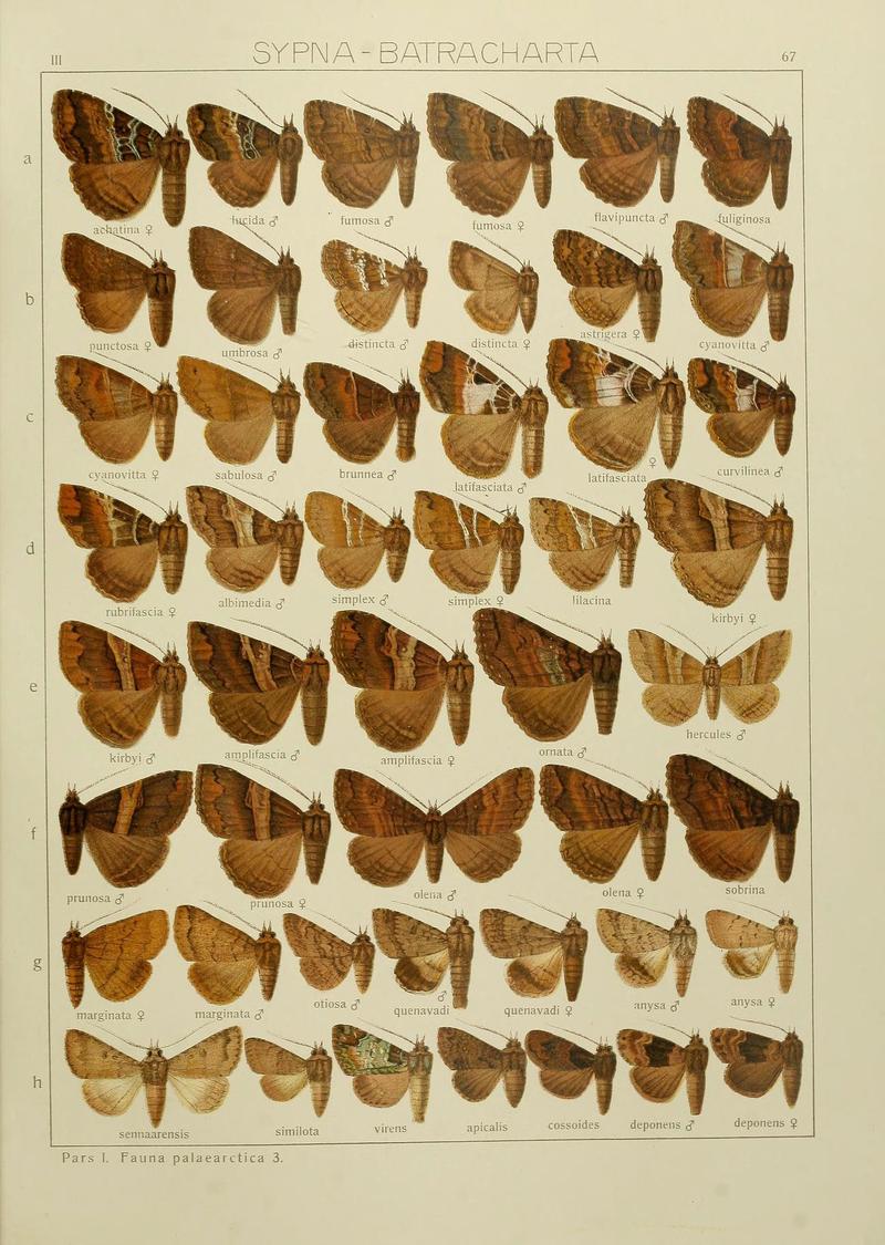 The Macrolepidoptera of the world (Plate 53) (6120233890)