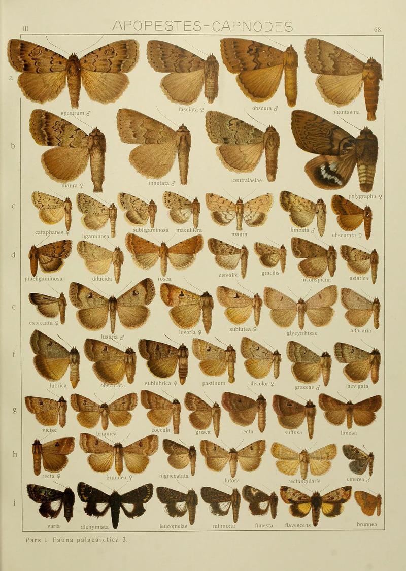 The Macrolepidoptera of the world (Plate 53) (6120234060)