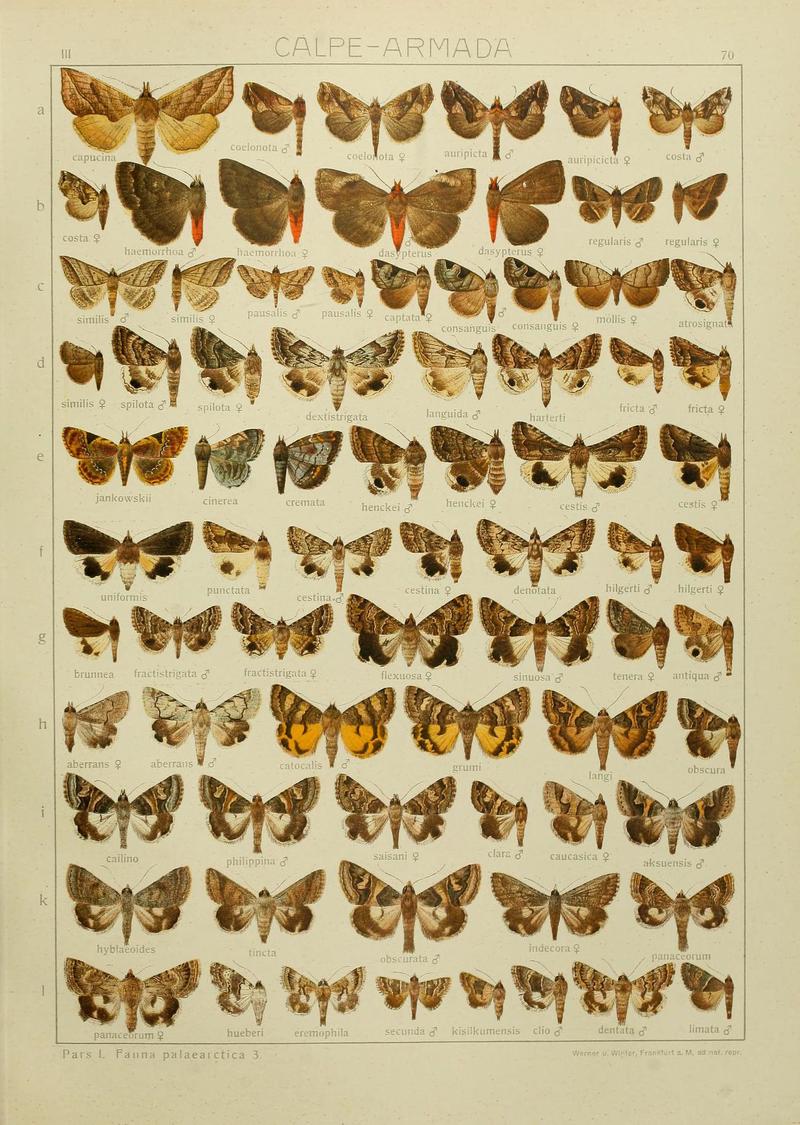 The Macrolepidoptera of the world (Plate 53) (6120234468)