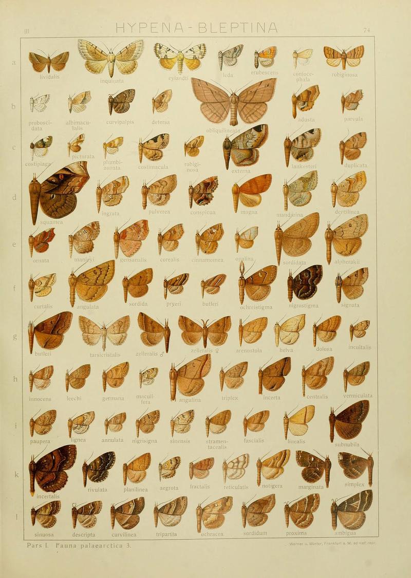 The Macrolepidoptera of the world (Plate 53) (6120235234)