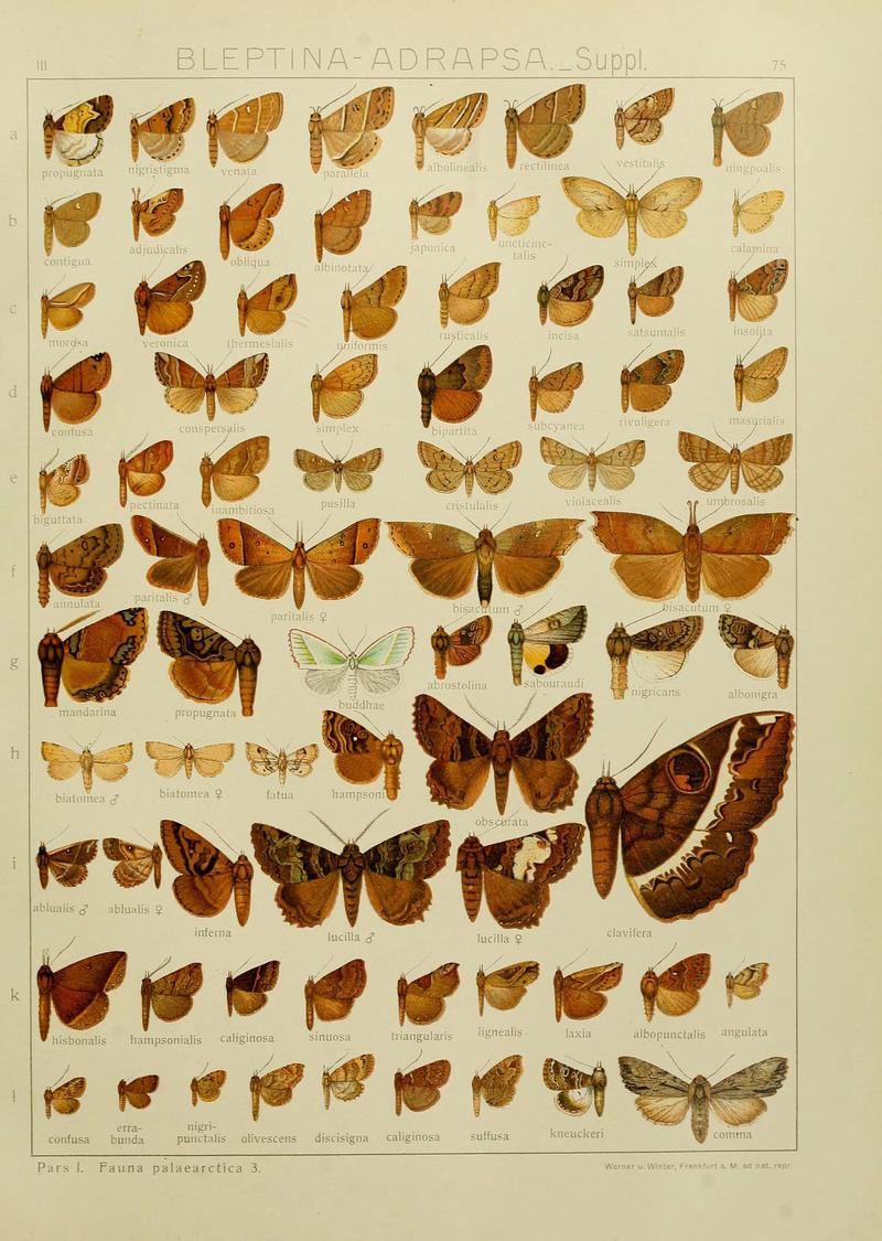 The Macrolepidoptera of the world (Plate 53) (6120235390)