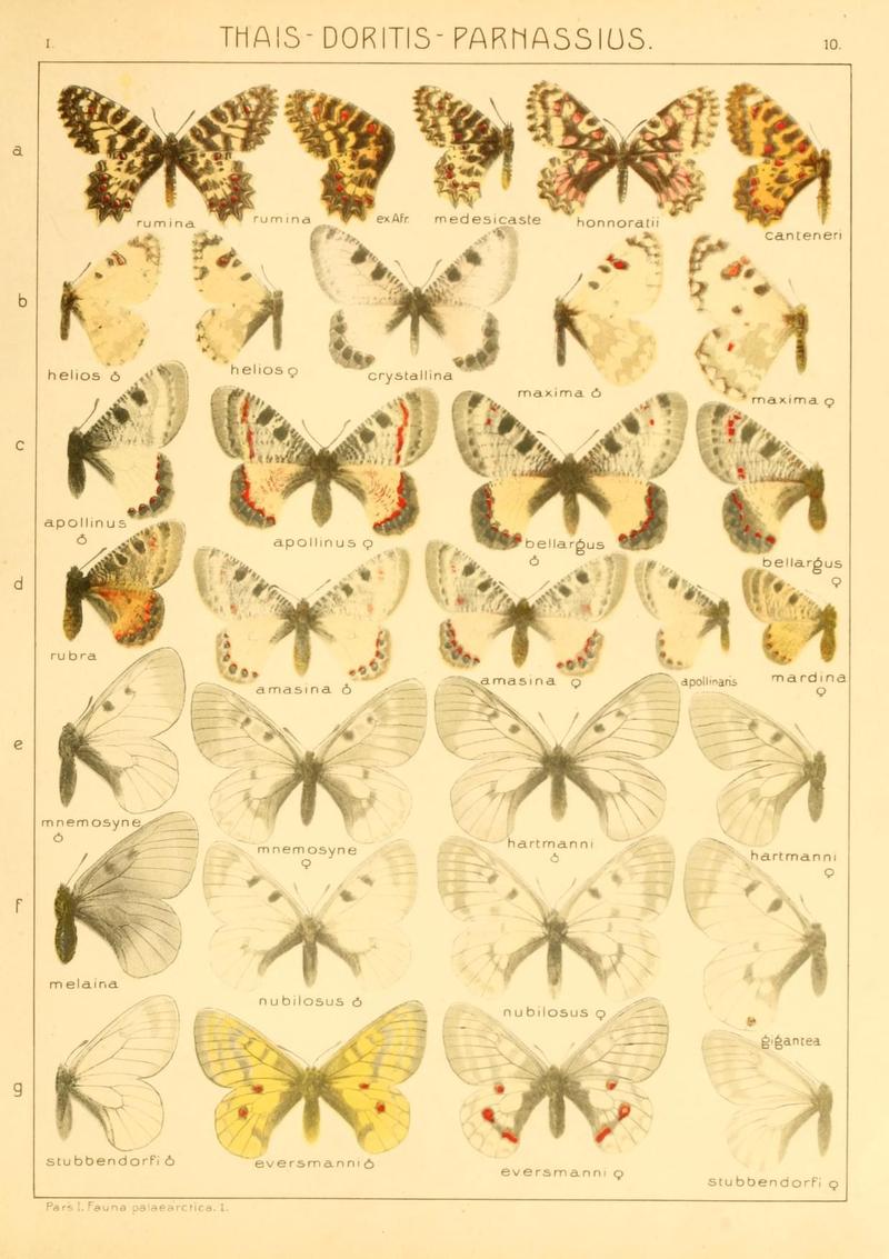 The Macrolepidoptera of the world (Taf. 10) (8145235405)