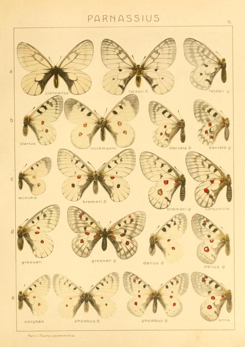The Macrolepidoptera of the world (Taf. 11) (8145235863)