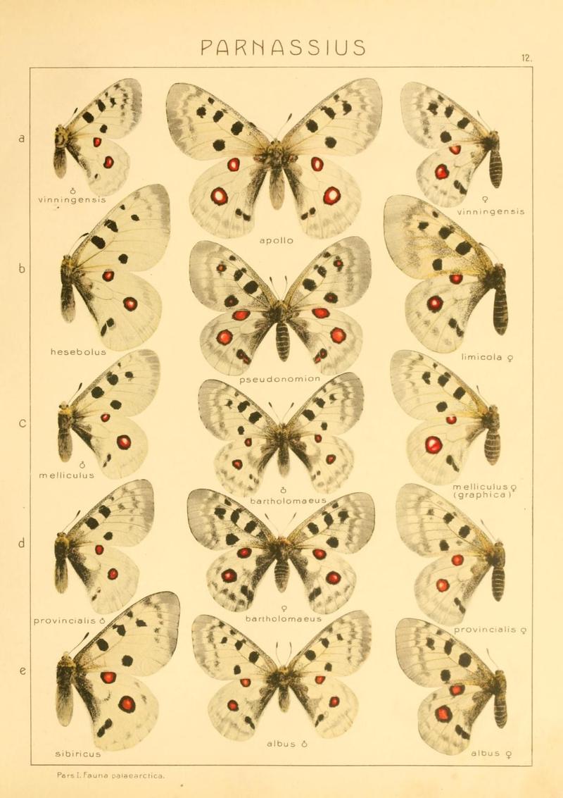 The Macrolepidoptera of the world (Taf. 12) (8145236275)