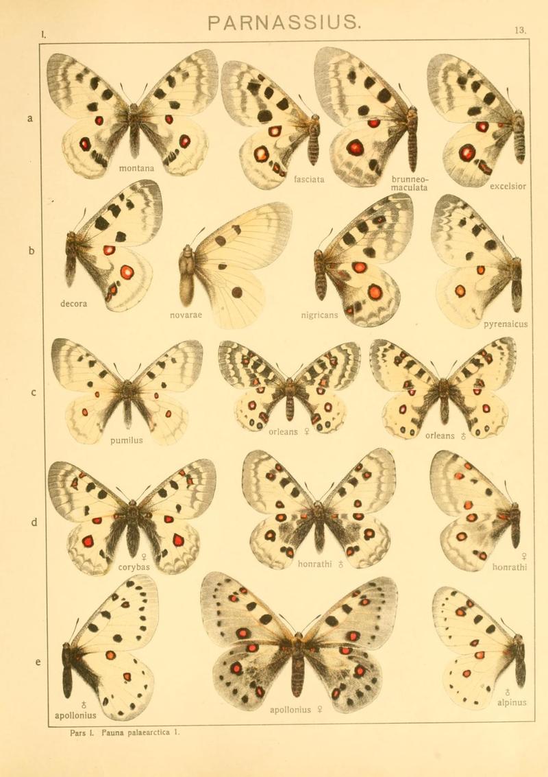 The Macrolepidoptera of the world (Taf. 13) (8145267536)