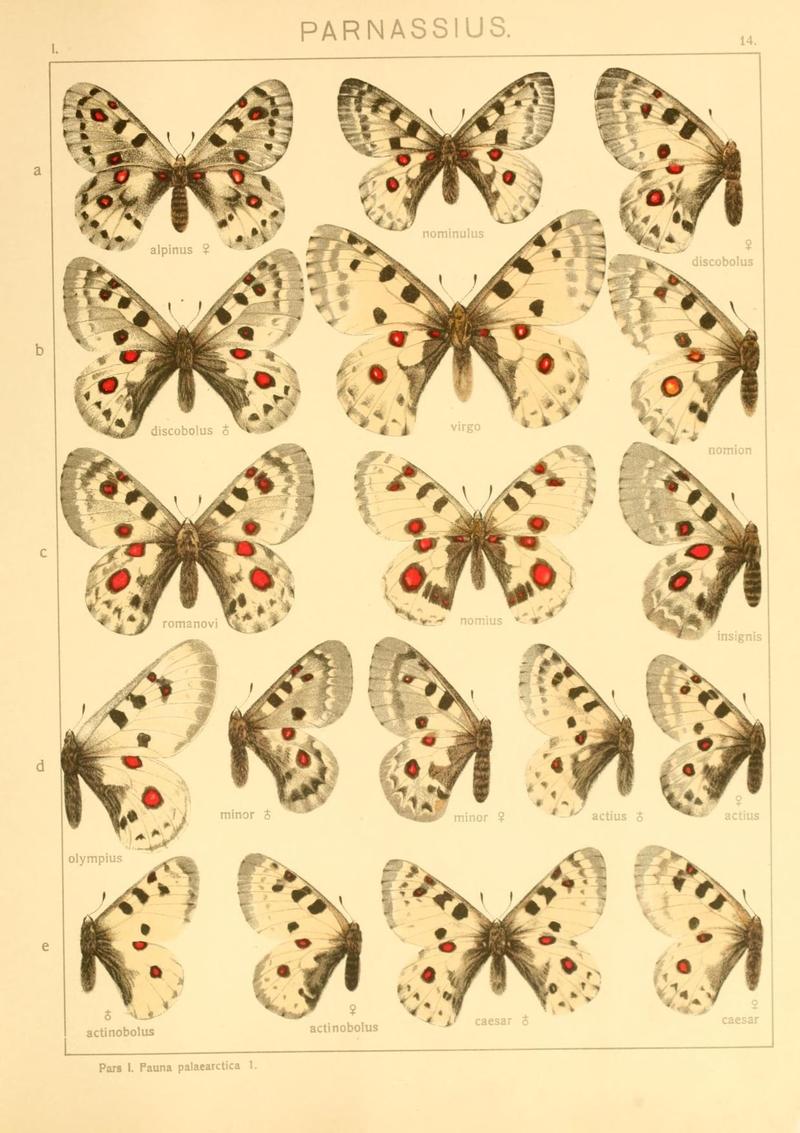 The Macrolepidoptera of the world (Taf. 14) (8145237727)
