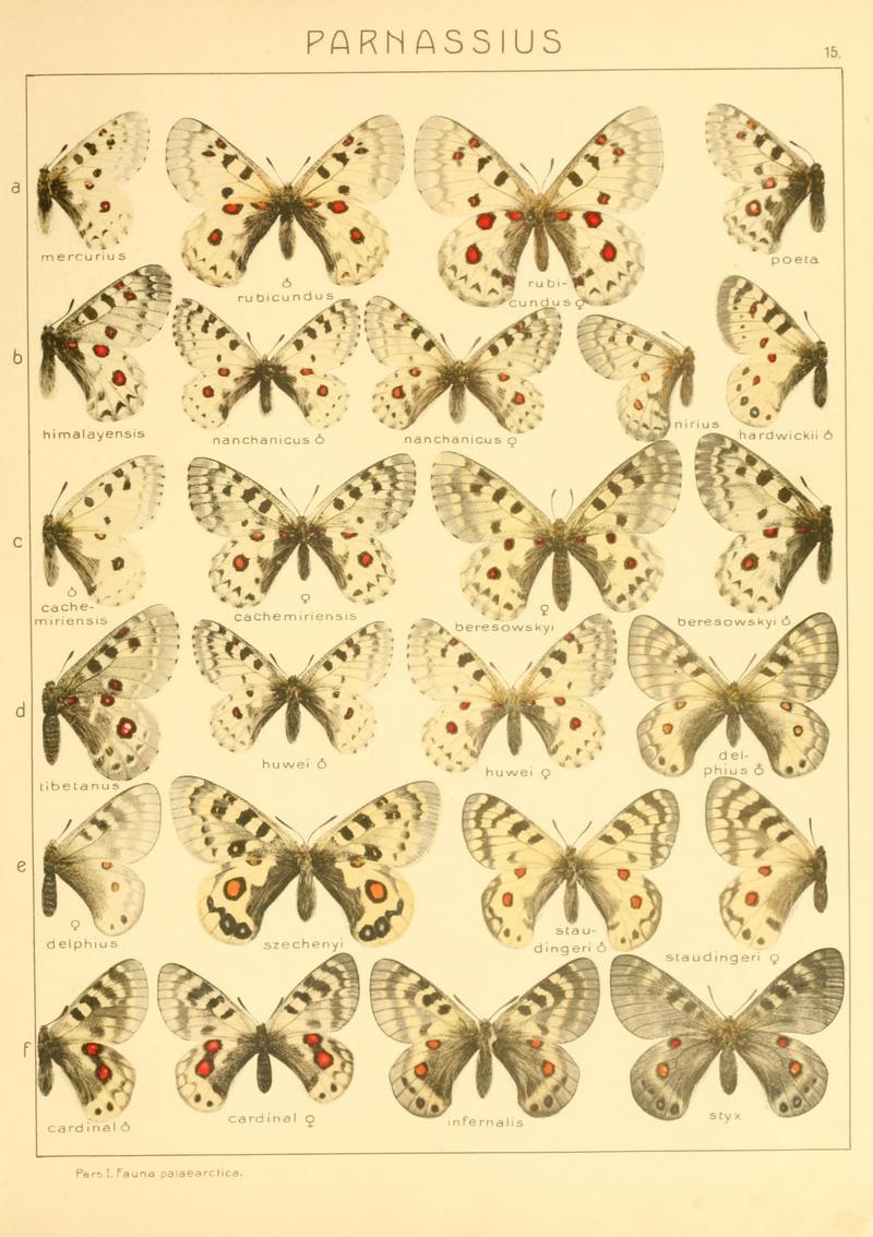 The Macrolepidoptera of the world (Taf. 15) (8145238181)