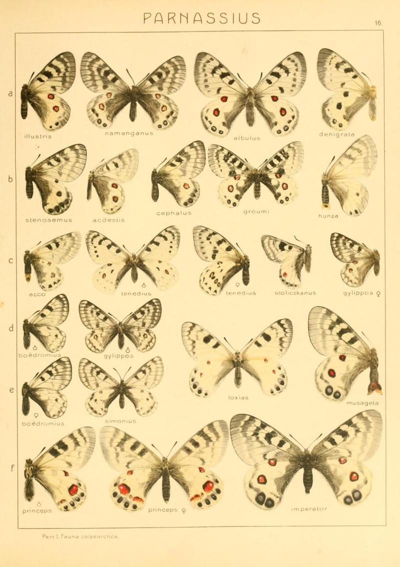 The Macrolepidoptera of the world (Taf. 16) (8145269024)