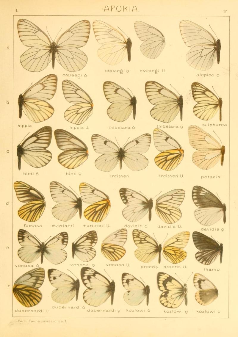 The Macrolepidoptera of the world (Taf. 17) (8145269670)