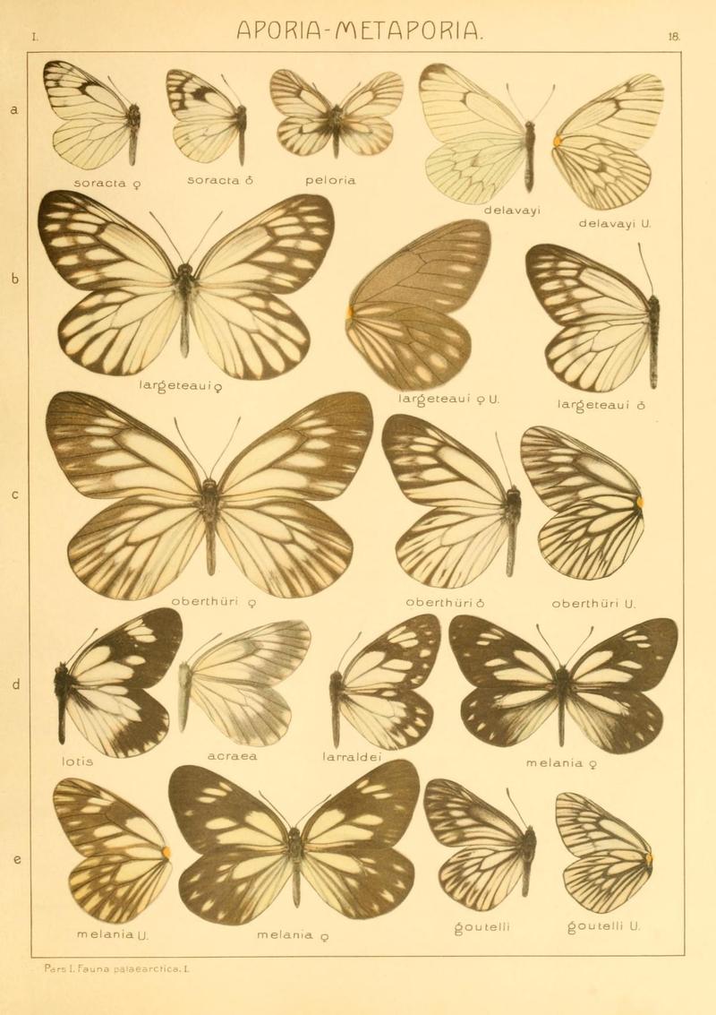 The Macrolepidoptera of the world (Taf. 18) (8145270286)