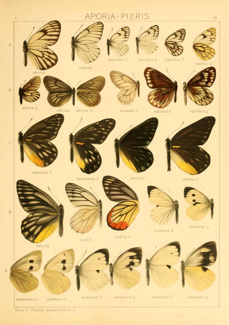 The Macrolepidoptera of the world (Taf. 19) (8145240465)