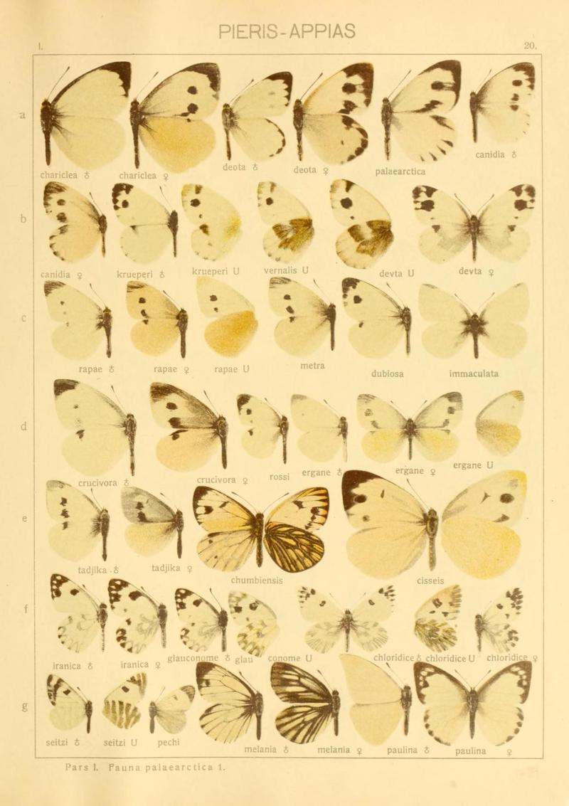 The Macrolepidoptera of the world (Taf. 20) (8145271294)
