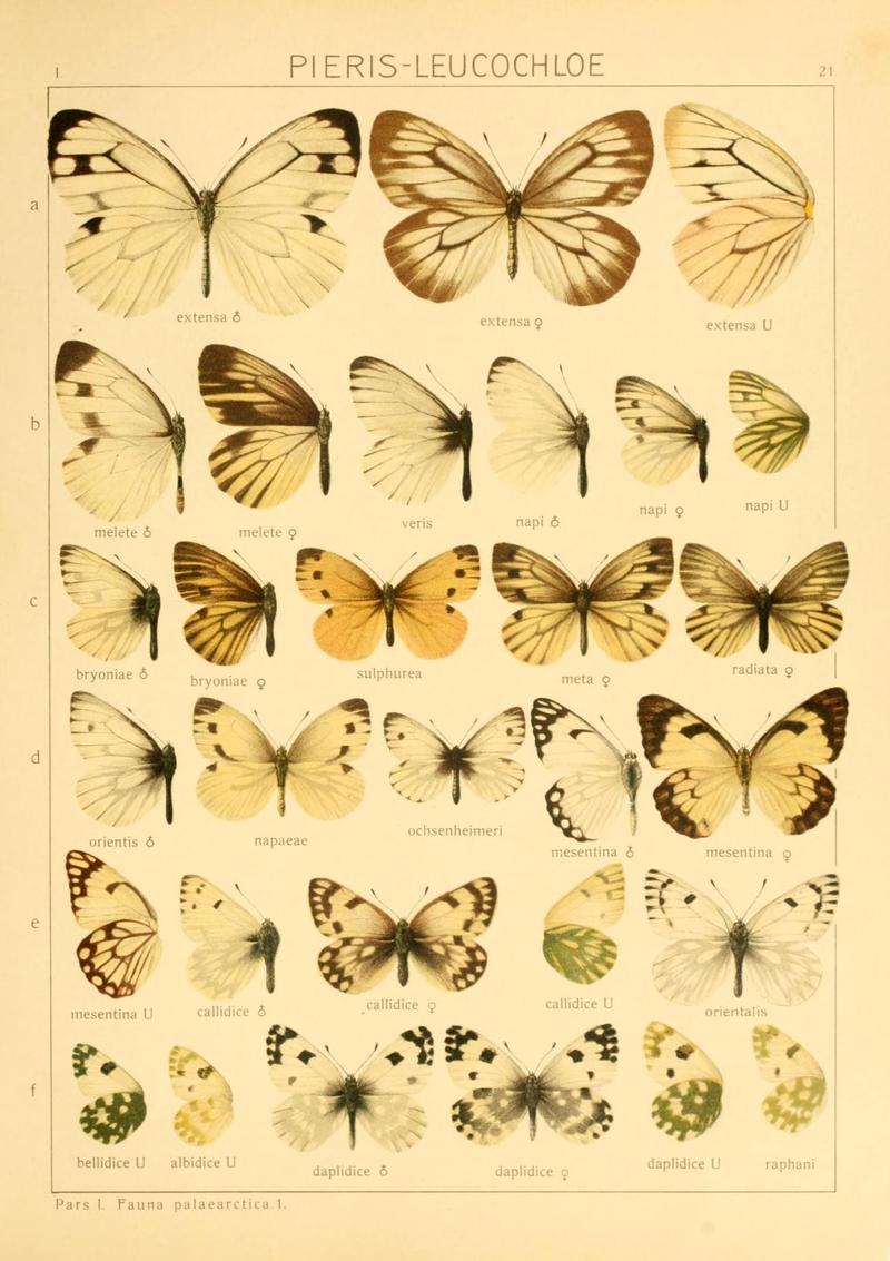The Macrolepidoptera of the world (Taf. 21) (8145271856)