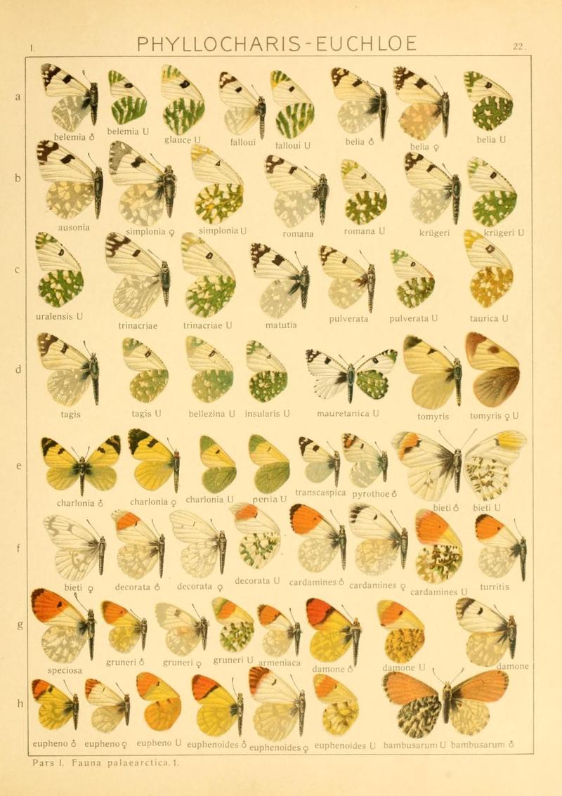 The Macrolepidoptera of the world (Taf. 22) (8145242207)