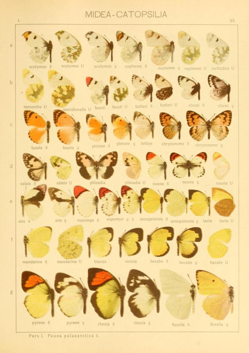 The Macrolepidoptera of the world (Taf. 23) (8145242953)