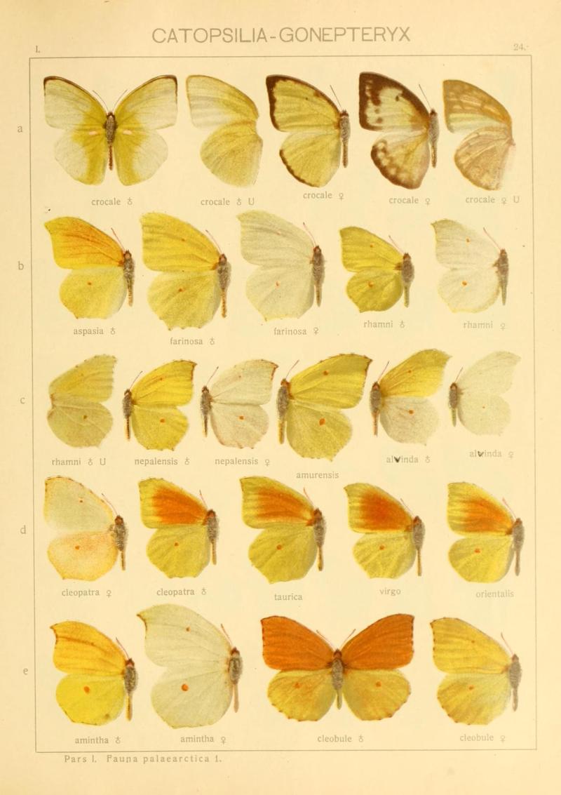 The Macrolepidoptera of the world (Taf. 24) (8145273528)