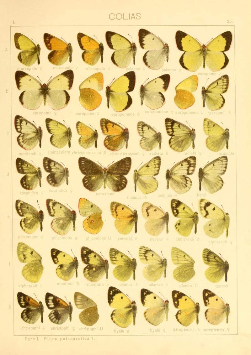 The Macrolepidoptera of the world (Taf. 25) (8145243905)