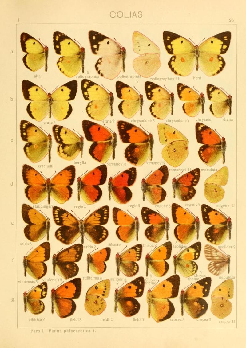 The Macrolepidoptera of the world (Taf. 26) (8145244449)