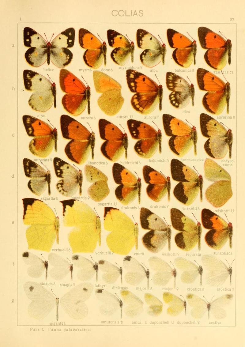 The Macrolepidoptera of the world (Taf. 27) (8145244873)