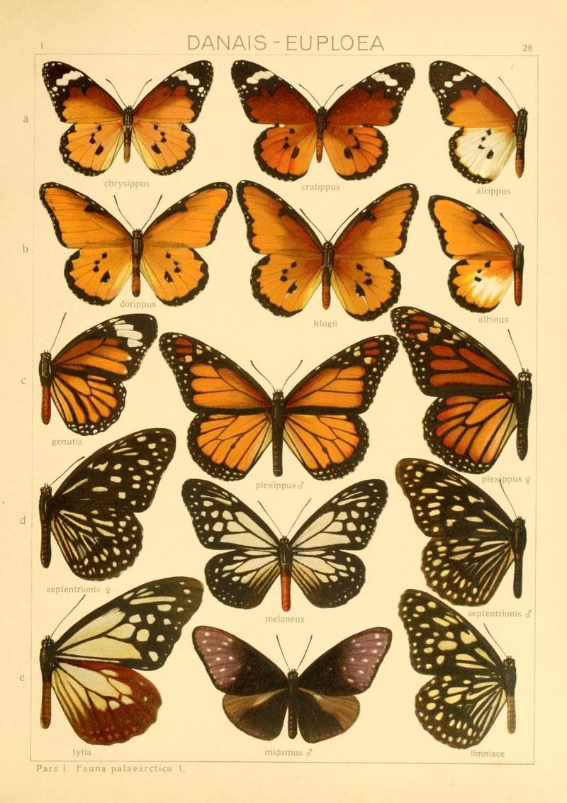 The Macrolepidoptera of the world (Taf. 28) (8145275304)