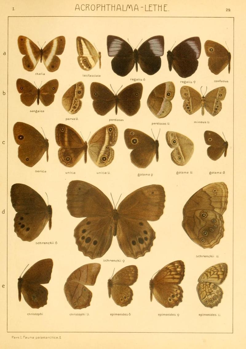 The Macrolepidoptera of the world (Taf. 29) (8145245821)